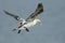 A juvenile Gannet, Morus bassanus, flying along the coastline at Bempton Cliffs.