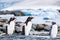 Juvenile Gentoo Penguin chick with its parents in Antarctica, seabird colony near the sea with icebergs, Antarctic Peninsula,