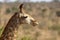 Juvenile Giraffe (Giraffa camelopardalis)