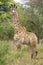 Juvenile Giraffe (Giraffa camelopardalis)