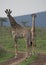 Juvenile giraffes on gravel road