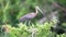 A Juvenile Glossy Ibis Standing in a Tree