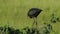 Juvenile glossy ibis standing in a tree