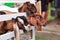 Juvenile goat kids behind white fences. Domestic goats, one of the oldest domesticated animals, have been raised for milk, meat,