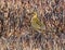 A juvenile Golden Plover pluvialis apricaria