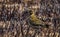 A juvenile Golden Plover pluvialis apricaria