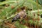 Juvenile Goldfinch