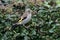 Juvenile goldfinch