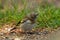 Juvenile goldfinch bird picking seeds from a stem of grass in the woodland