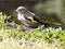 Juvenile Goldfinch perched on edge of pond