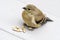 A Juvenile Goldfinch Sitting on a Grey PVC Deck #4