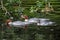 Juvenile goosander fishing on the river