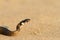 Juvenile grass snake closeup