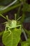 Juvenile Grasshopper on a leaf