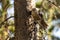 Juvenile Gray Jay