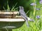 Juvenile Gray Jay Drinking Water at the Birdbath