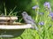 Juvenile Gray Jay Drinking Water at the Birdbath