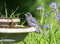 Juvenile Gray Jay Drinking Water at the Birdbath