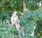 A Juvenile Gray Langur