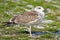 Juvenile Great Black-backed Gull