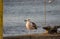 Juvenile Great Black-backed Gull