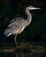 Juvenile Great Blue Heron