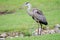 Juvenile Great Blue Heron, Athens, Georgia