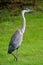 Juvenile Great Blue Heron, Athens, Georgia