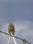 Juvenile Great Horned Owl On Utility Lines