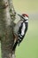 Juvenile Great spotted woodpecker (Dendrocopos maj