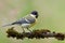 Juvenile great tit