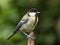 Juvenile great tit