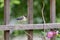 Juvenile great tit and purple-flowered raspberry flowers