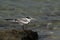 A juvenile Greater Crested Tern perched on a rock at Busaiteen coast, Bahrain