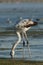 Juvenile Greater Flamingo