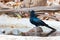 Juvenile Greater Racquet-tailed Drongo drinking water while perching on a small rock