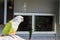 Juvenile green cheek parakeet in closeup, still white colored