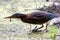 Juvenile Green Heron