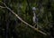 Juvenile Green Heron in Comical Pose on a Branch