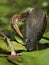 Juvenile Green Heron Preening its Feathers