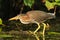 Juvenile Green Heron Stalking its Prey