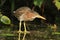 Juvenile Green Heron Stalking its Prey