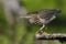 Juvenile Green Heron stalking its prey from a branch overhanging