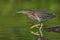 Juvenile Green Heron stalking its prey in a shallow river