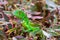 Juvenile green iguana iguana iguana, closeup on copperleaf plant - Pembroke Pines, Florida, USA