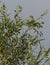 Juvenile Greenfinch on a tree