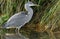 Juvenile Grey Heron