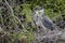 Juvenile Grey Herons on Nest