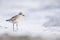 An juvenile grey plover resting and foraging during migration on the beach of Usedom Germany