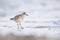 An juvenile grey plover resting and foraging during migration on the beach of Usedom Germany